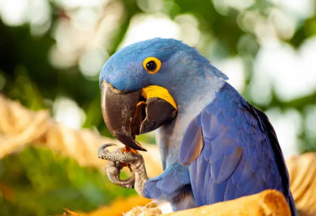 Parrots Underappreciated Pets